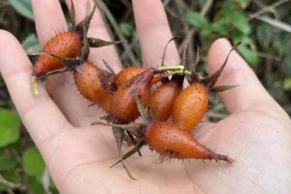 金樱子果实有哪些品种，只有一种品种