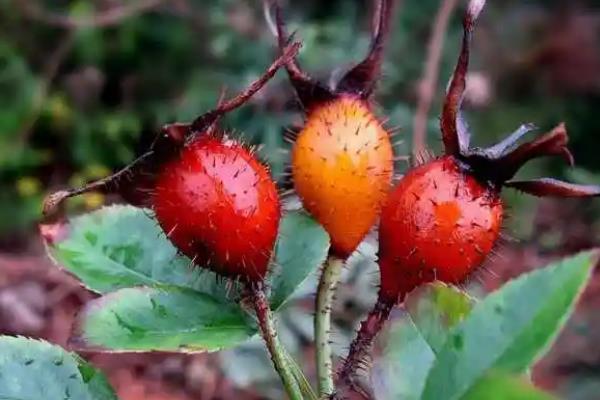 金樱子果实有哪些品种，只有一种品种