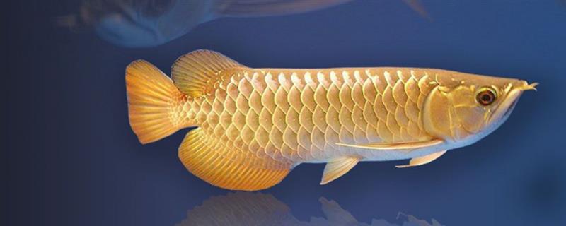 金龙鱼打架如何解决,可增加隔板或放入沙包鱼