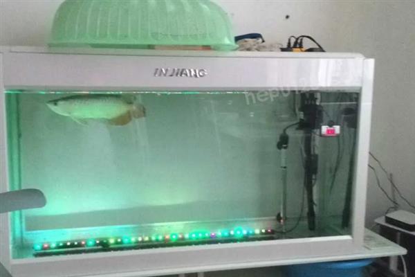 金龙鱼打架如何解决，可增加隔板或放入沙包鱼