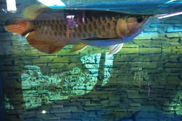 金龙鱼打架如何解决，可增加隔板或放入沙包鱼