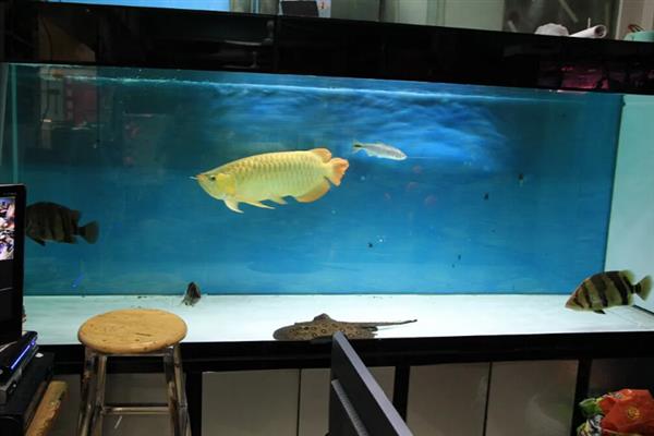 金龙鱼打架如何解决，可增加隔板或放入沙包鱼