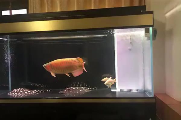 金龙鱼打架如何解决，可增加隔板或放入沙包鱼