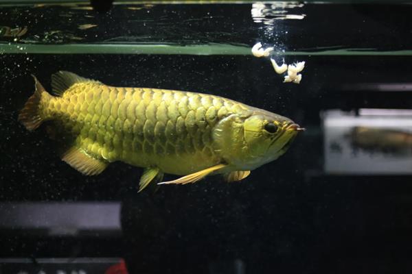 金龙鱼打架如何解决，可增加隔板或放入沙包鱼