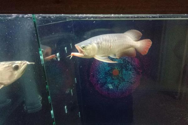 金龙鱼打架如何解决，可增加隔板或放入沙包鱼