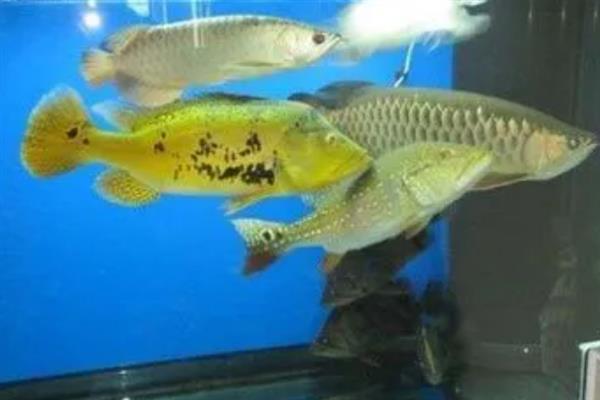 金龙鱼打架如何解决，可增加隔板或放入沙包鱼