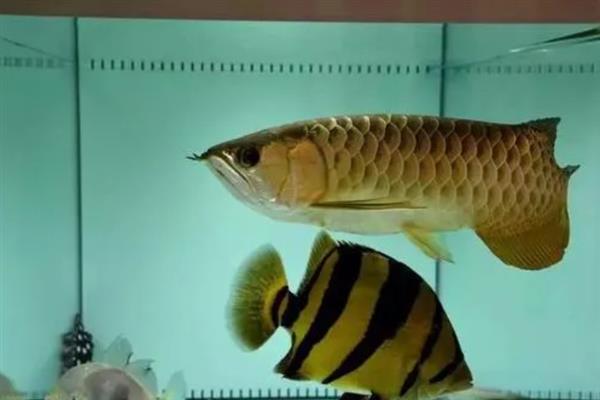 金龙鱼打架如何解决，可增加隔板或放入沙包鱼