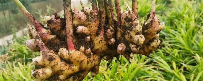 姜种怎么种植，要采用合理轮作的方法
