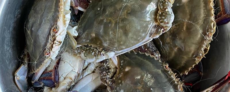 无特定病原体动物是什么，指动物体内没有特定的微生物和寄生虫