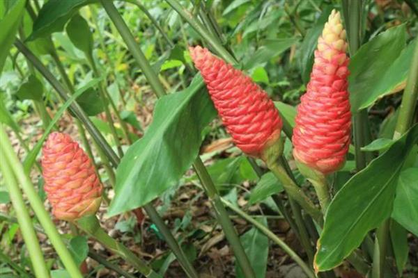 姜种怎么种植，要采用合理轮作的方法