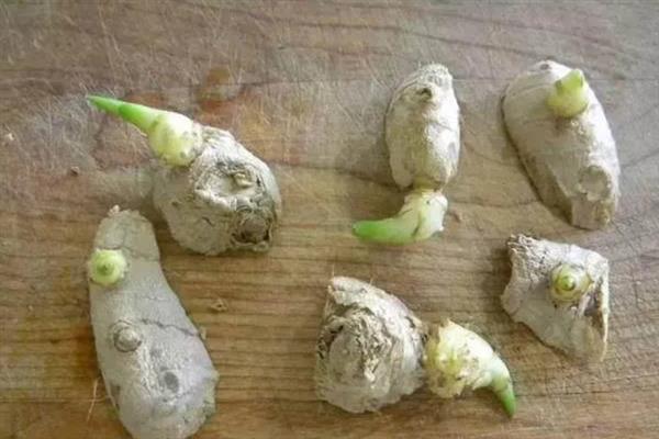 姜种怎么种植，要采用合理轮作的方法