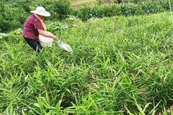 姜种怎么种植，要采用合理轮作的方法