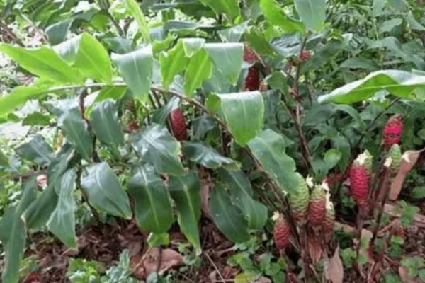 姜种怎么种植，要采用合理轮作的方法