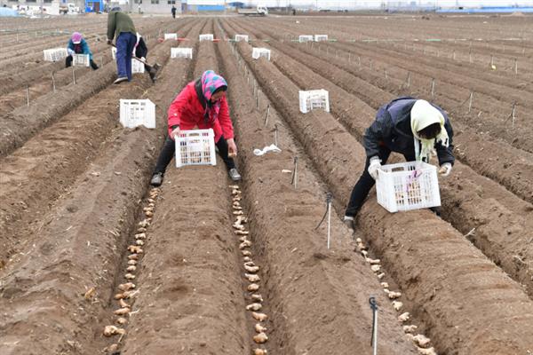 姜种怎么种植，要采用合理轮作的方法