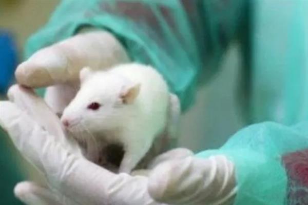 无特定病原体动物是什么，指动物体内没有特定的微生物和寄生虫