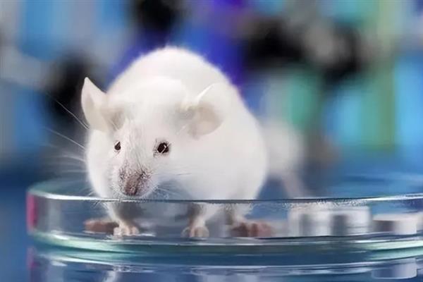 无特定病原体动物是什么，指动物体内没有特定的微生物和寄生虫