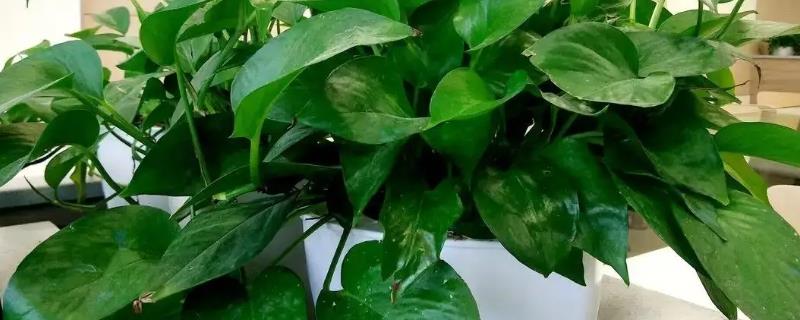 水培绿萝叶片发黄如何处理，需增加光照并及时换水