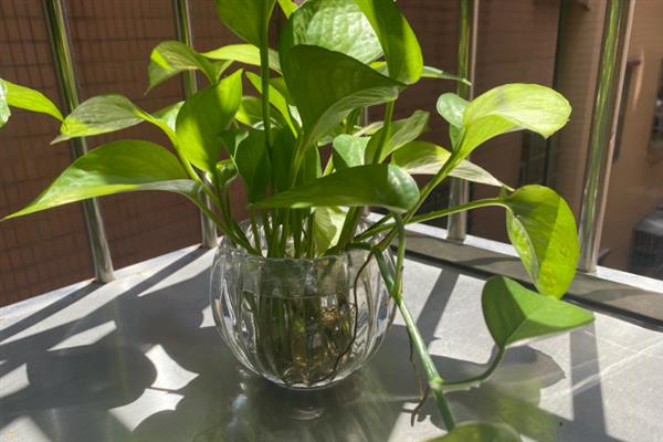 水培绿萝叶片发黄如何处理，需增加光照并及时换水