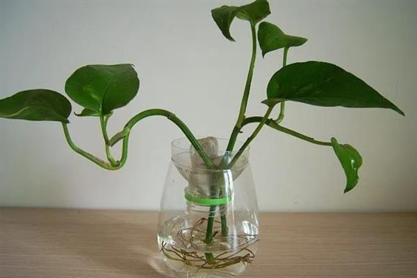 水培绿萝叶片发黄如何处理，需增加光照并及时换水