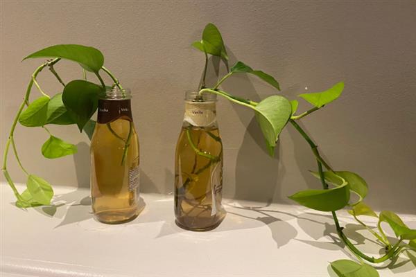 水培绿萝叶片发黄如何处理，需增加光照并及时换水