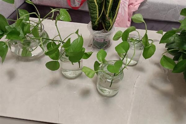水培绿萝叶片发黄如何处理，需增加光照并及时换水