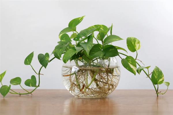 水培绿萝叶片发黄如何处理，需增加光照并及时换水