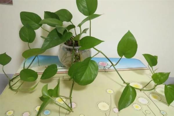 水培绿萝叶片发黄如何处理，需增加光照并及时换水