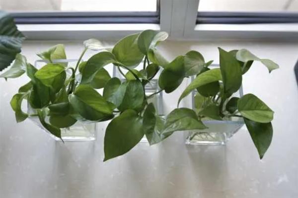 水培绿萝叶片发黄如何处理，需增加光照并及时换水