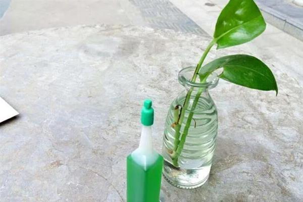 水培绿萝叶片发黄如何处理，需增加光照并及时换水