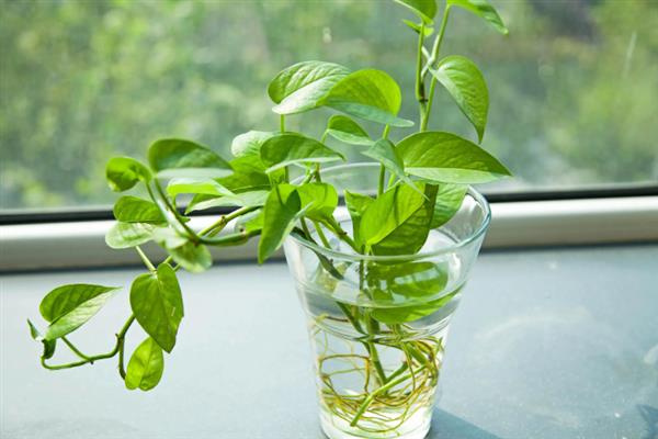 水培绿萝叶片发黄如何处理，需增加光照并及时换水