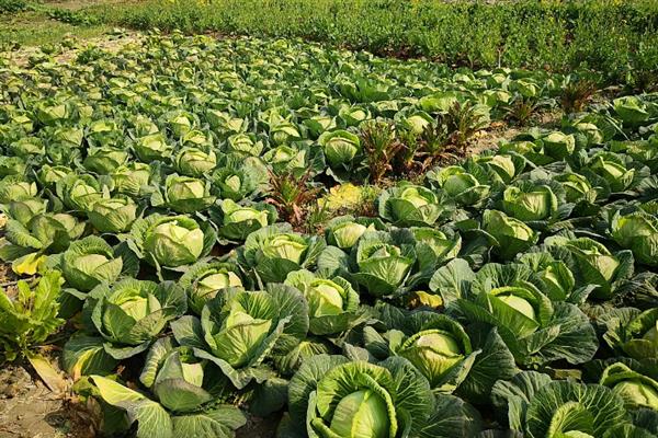 包菜的种植技术，夏季、秋季以及越冬时期均可种植