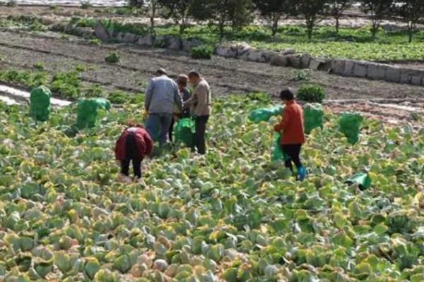 包菜的种植技术，夏季、秋季以及越冬时期均可种植