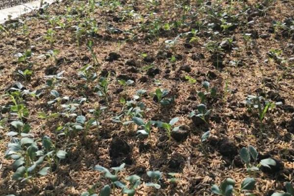 包菜的种植技术，夏季、秋季以及越冬时期均可种植