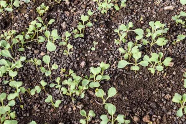 包菜的种植技术，夏季、秋季以及越冬时期均可种植