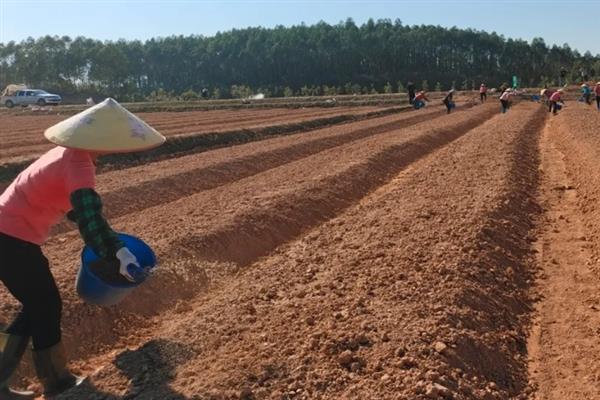 包菜的种植技术，夏季、秋季以及越冬时期均可种植