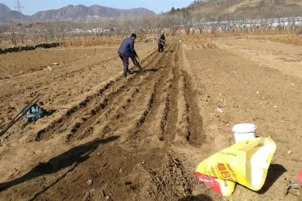 包菜的种植技术，夏季、秋季以及越冬时期均可种植