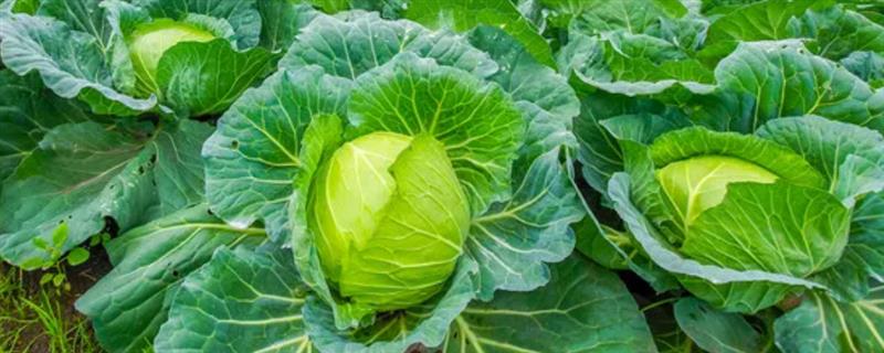 包菜的种植技术，夏季、秋季以及越冬时期均可种植