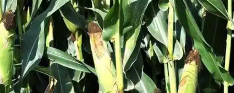 玉源7879的特征特性，生育期为126天