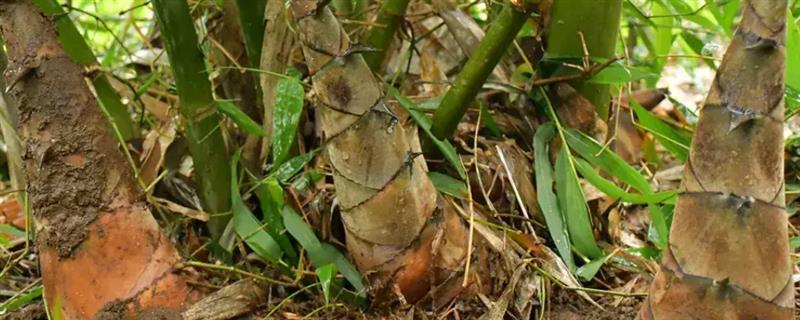 种植竹笋要注意什么,成熟期需追施农家肥与复合肥