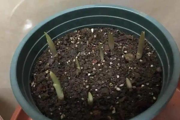 铃兰根须怎么种植，选择塑料盆或泥盆种植为佳