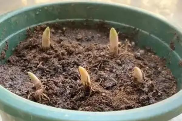 铃兰根须怎么种植，选择塑料盆或泥盆种植为佳