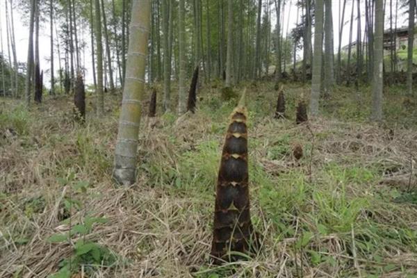 种植竹笋要注意什么，成熟期需追施农家肥与复合肥