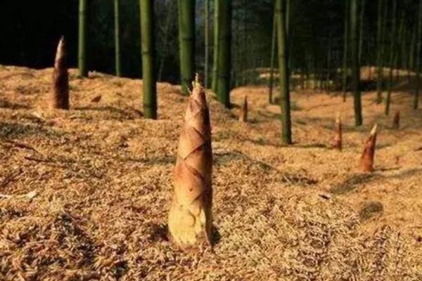种植竹笋要注意什么，成熟期需追施农家肥与复合肥