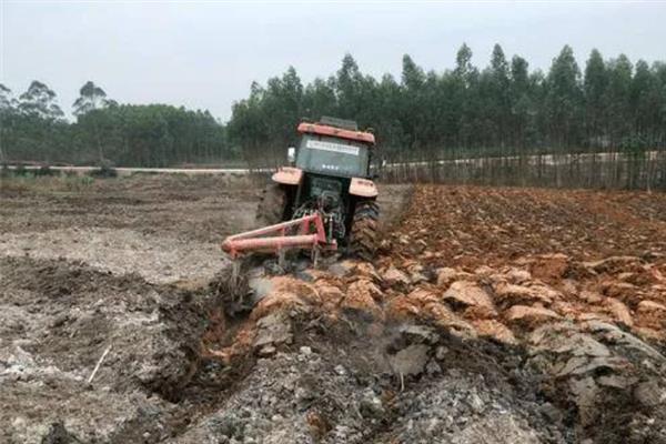 种植竹笋要注意什么，成熟期需追施农家肥与复合肥