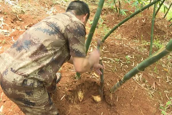 种植竹笋要注意什么，成熟期需追施农家肥与复合肥