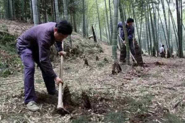 种植竹笋要注意什么，成熟期需追施农家肥与复合肥