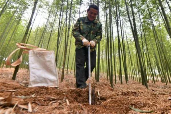 种植竹笋要注意什么，成熟期需追施农家肥与复合肥
