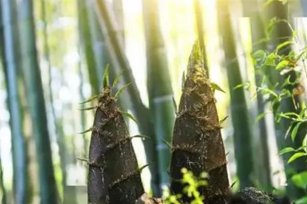 种植竹笋要注意什么，成熟期需追施农家肥与复合肥