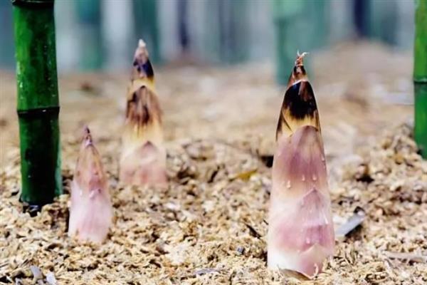 种植竹笋要注意什么，成熟期需追施农家肥与复合肥