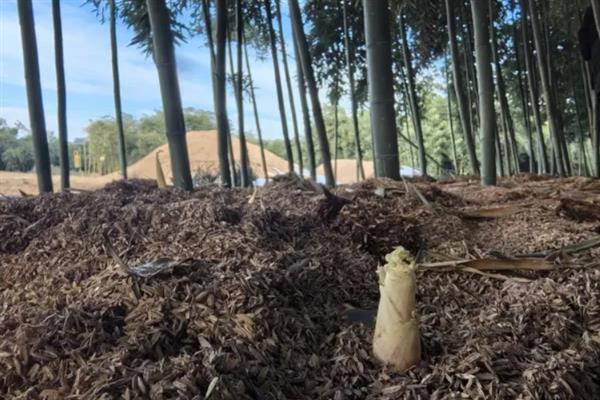 种植竹笋要注意什么，成熟期需追施农家肥与复合肥